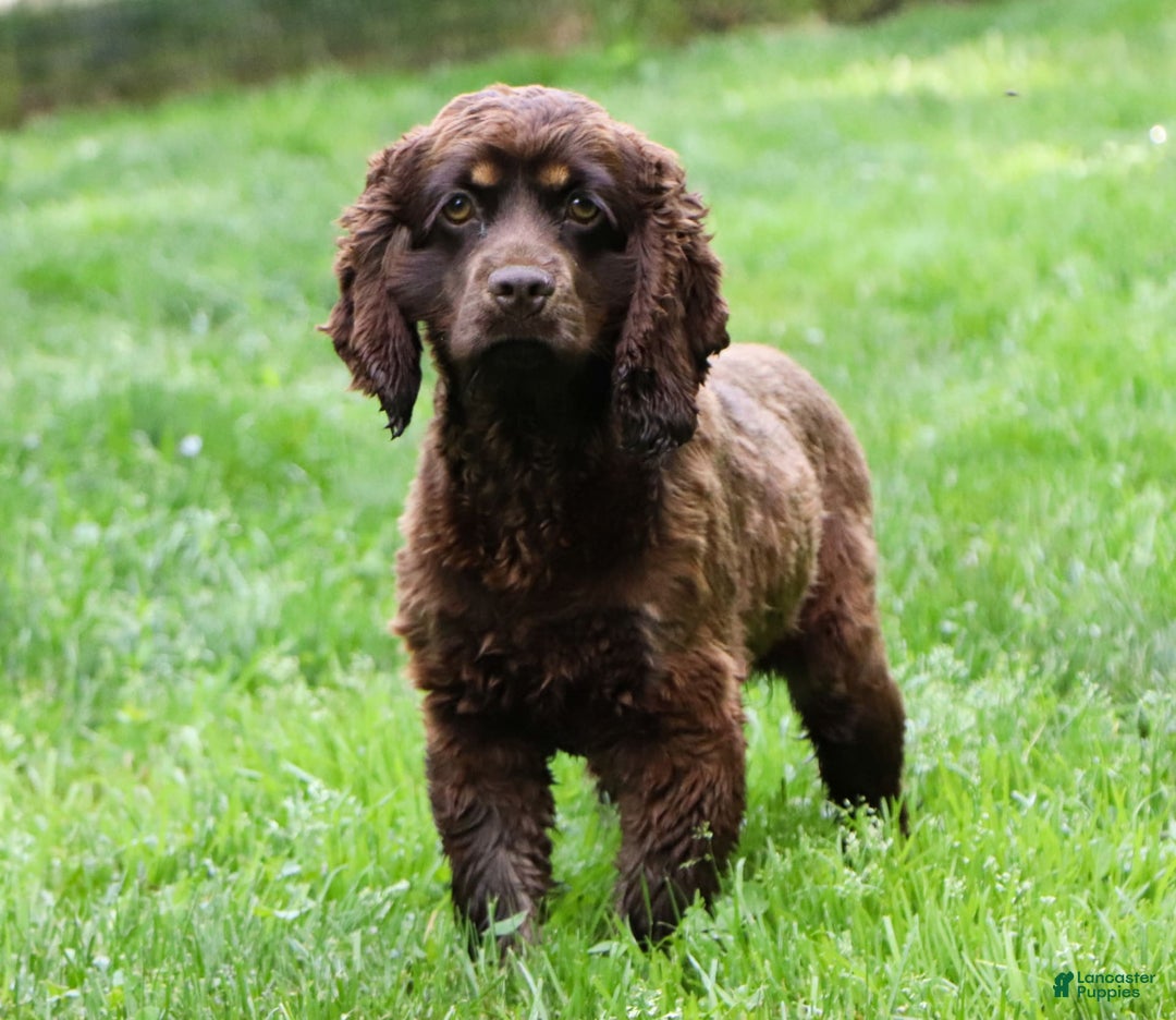 Cockapoo dogs for sale: Precious - Image 28