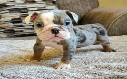 English Bulldog dogs for sale: Tyson - Image 3