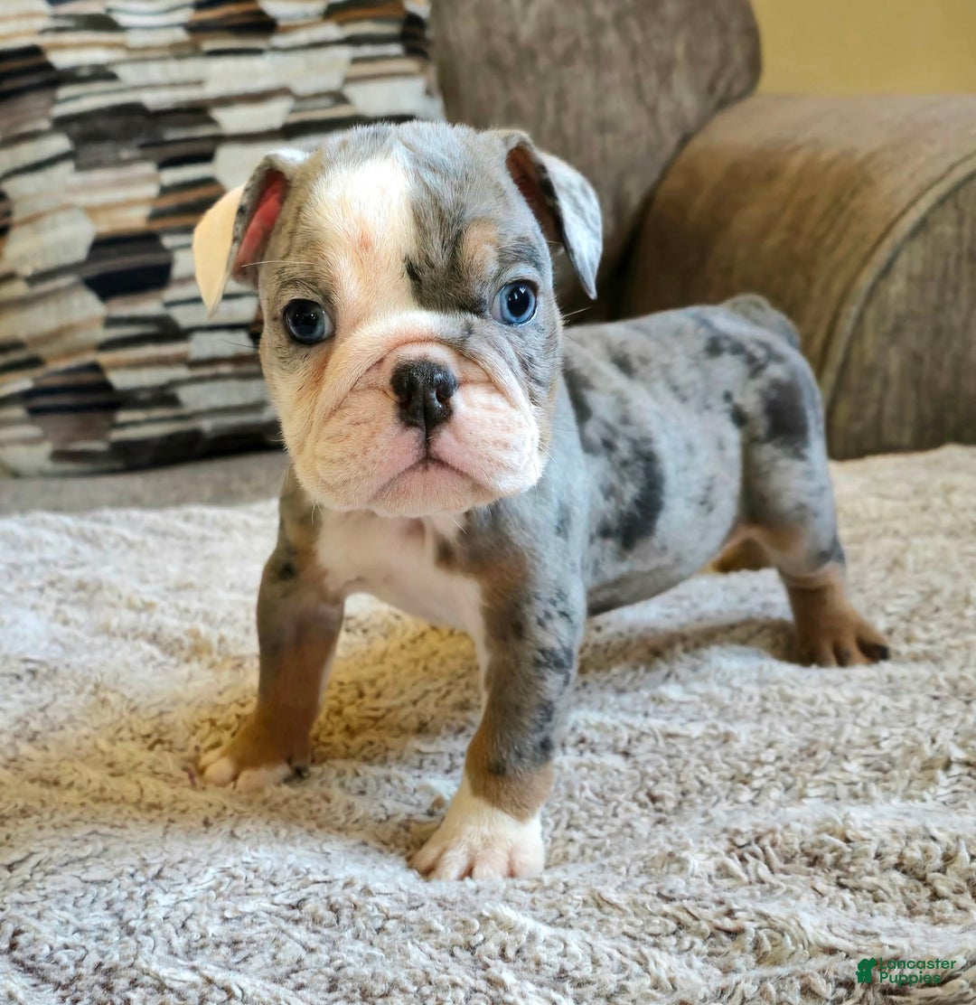 English Bulldog dogs for sale: Tyson - Image 3
