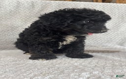 Mini Aussiedoodle dogs for sale: Hugo - Image 2