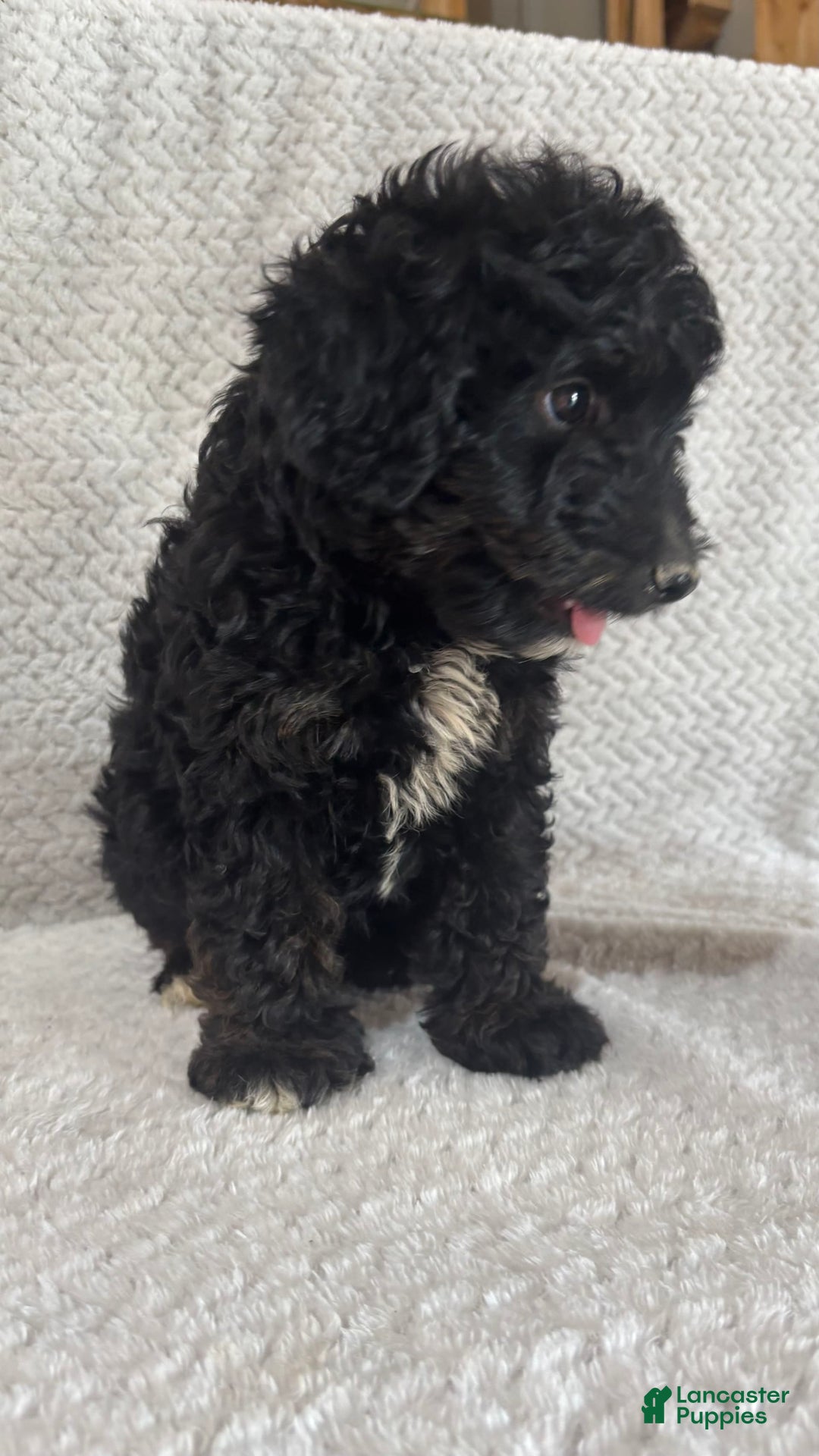 Mini Aussiedoodle dogs for sale: Hugo - Image 2