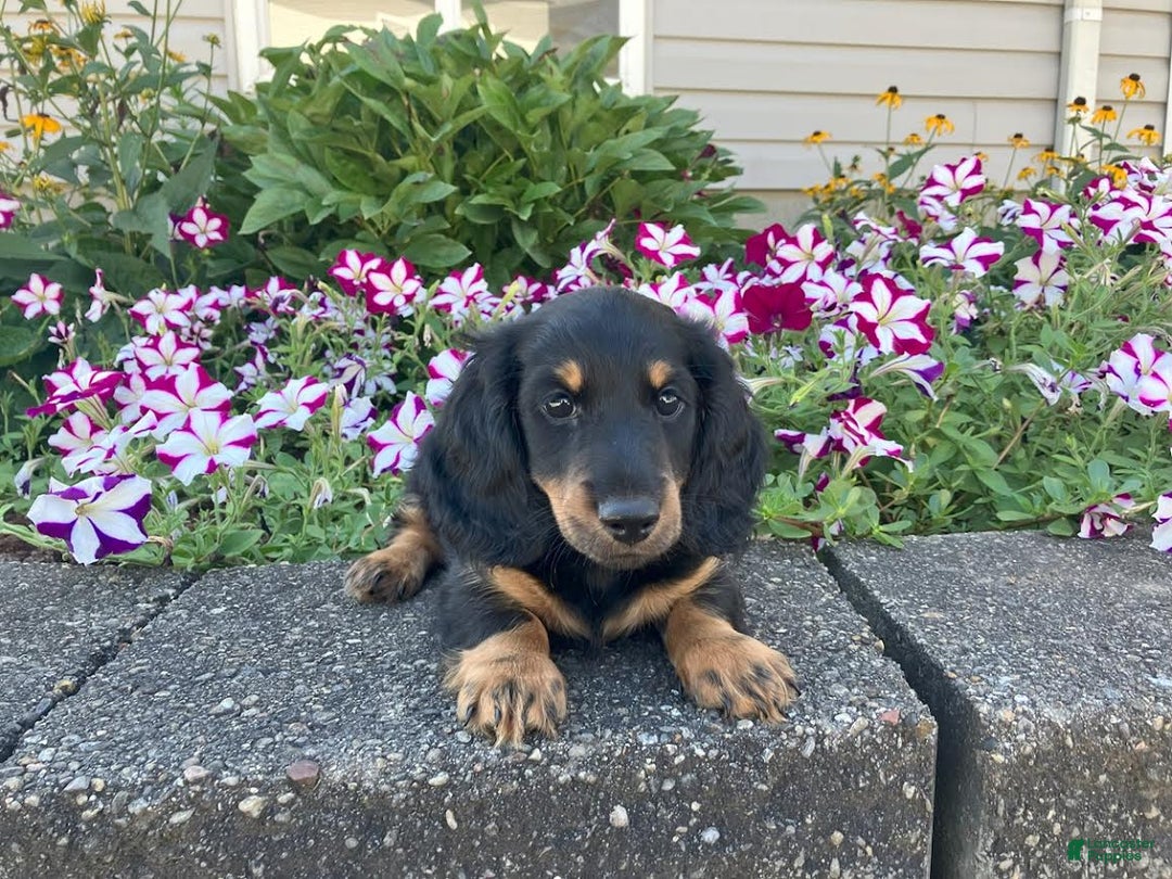 Miniature Dachshund dogs for sale: Miles - Image 3