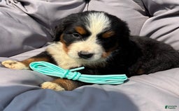 Bernese Mountain Dog dogs for sale: Aqua - Image 5