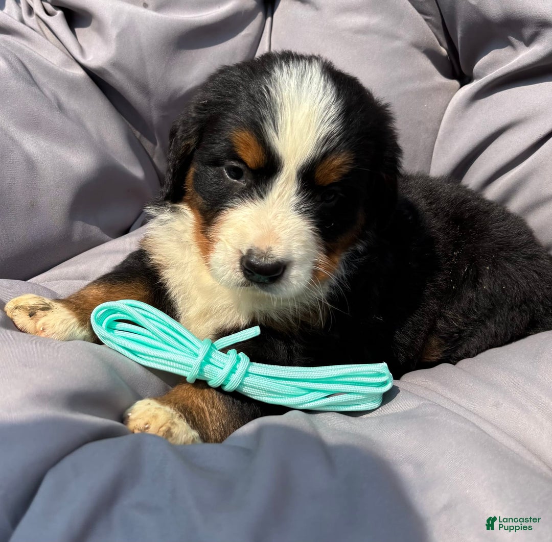 Bernese Mountain Dog dogs for sale: Aqua - Image 5