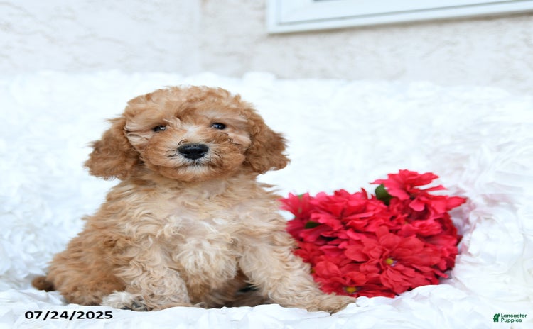 Mini Goldendoodle dogs for sale - Ad 5