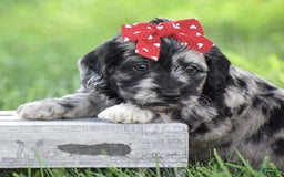 Mini Goldendoodle dogs for sale: Darien - Image 1