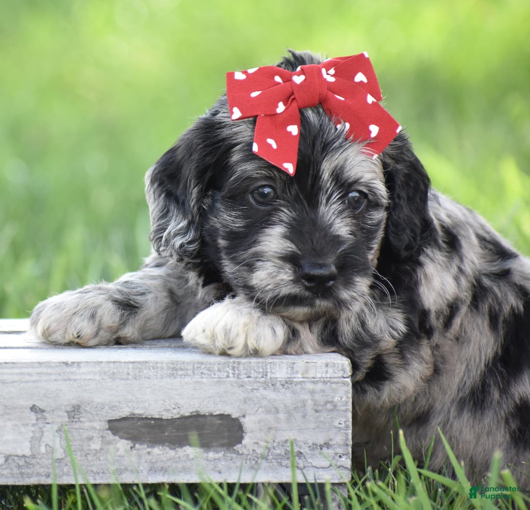 Mini Goldendoodle dogs for sale: Darien - Image 1