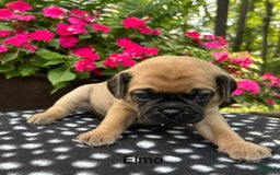 Puggle dogs for sale: Elmo - Image 1