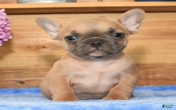 French Bulldog dogs for sale: Blake - Image 2