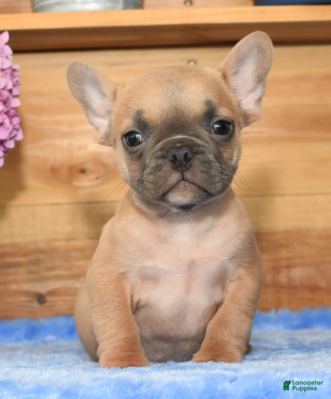 French Bulldog dogs for sale: Blake - Image 2