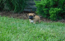 Jug dogs for sale: Takota - Image 2