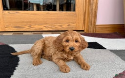 Cockapoo dogs for sale: Manny - Image 9