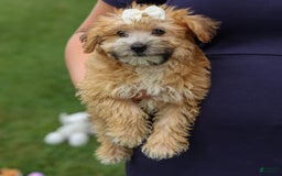 Yochon dogs for sale: Torin - Image 3