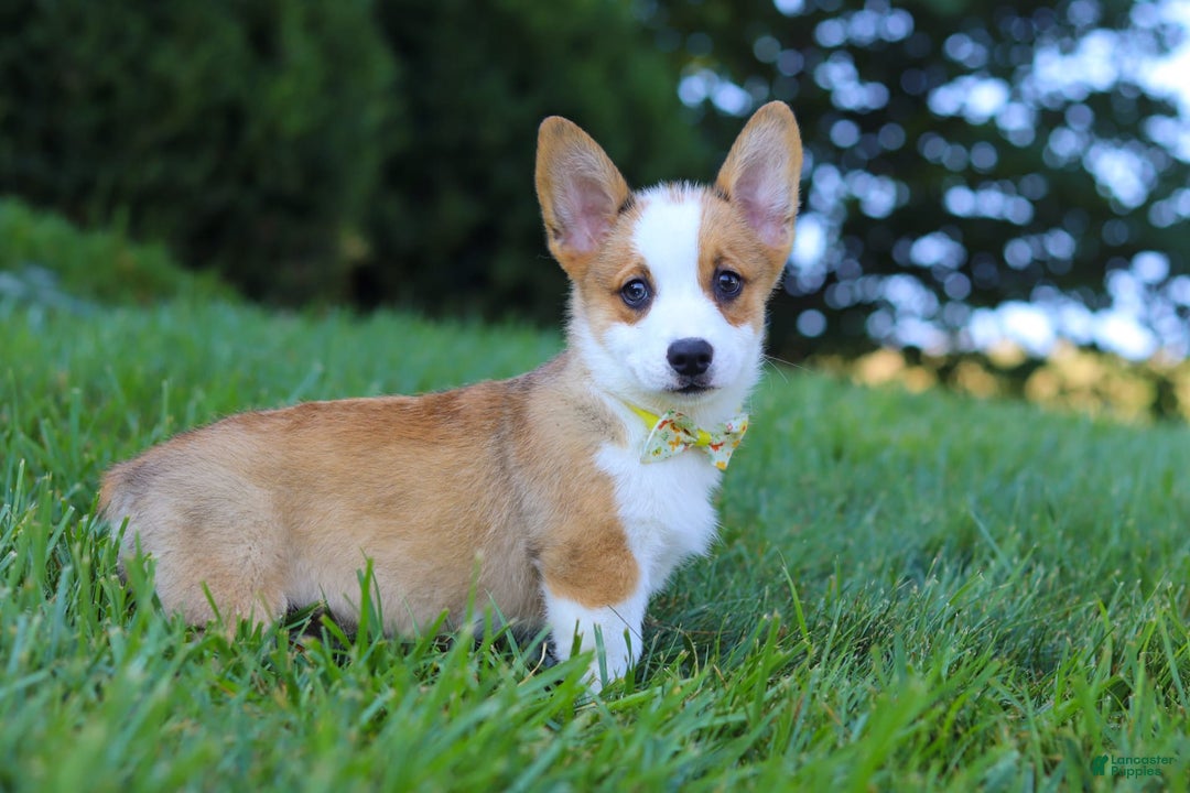 Welsh Corgi Pembroke dogs for sale: Loki - Image 3