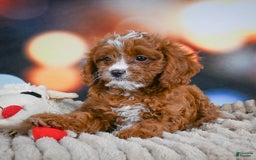 Cavapoo dogs for sale: Hank - Image 5