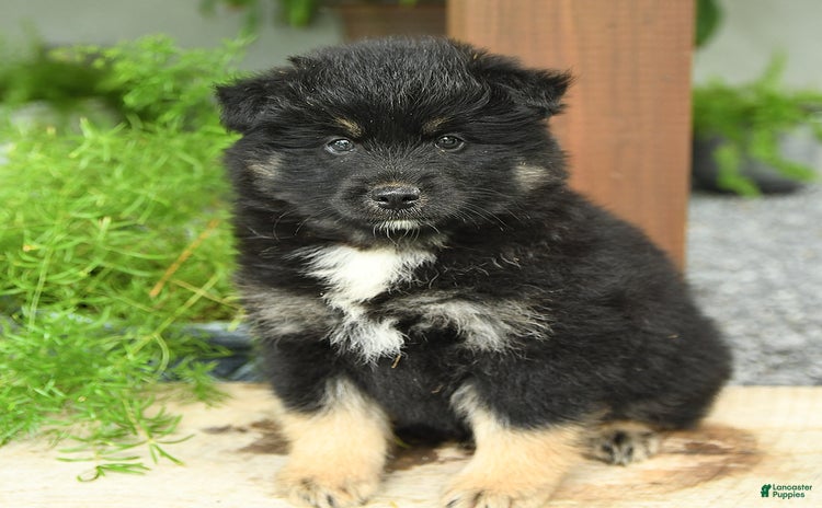 Pomsky dogs for sale - Ad 2