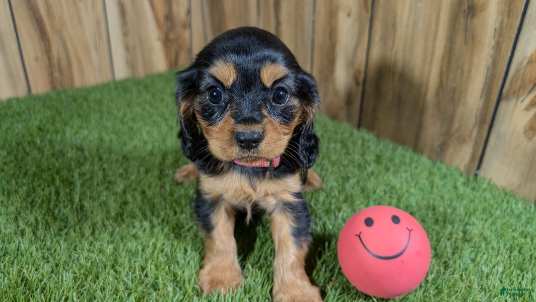 Cavalier King Charles Spaniel dogs for sale: Brin Girl 1 - Image 5