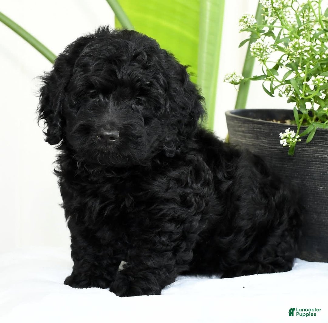 Mini Goldendoodle dogs for sale: Hope - Image 8