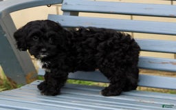 Cockapoo dogs for sale: Coco - Image 5