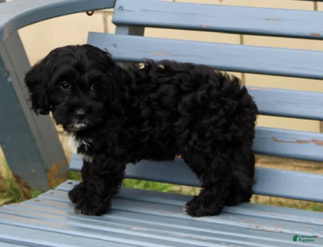 Cockapoo dogs for sale: Coco - Image 5