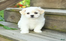 Teddy Bear dogs for sale: Ivy - Image 3