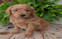 Goldendoodle dogs for sale: Reed - Image 9