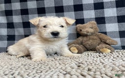 Scottish Terrier dogs for sale: Sheena - Image 3