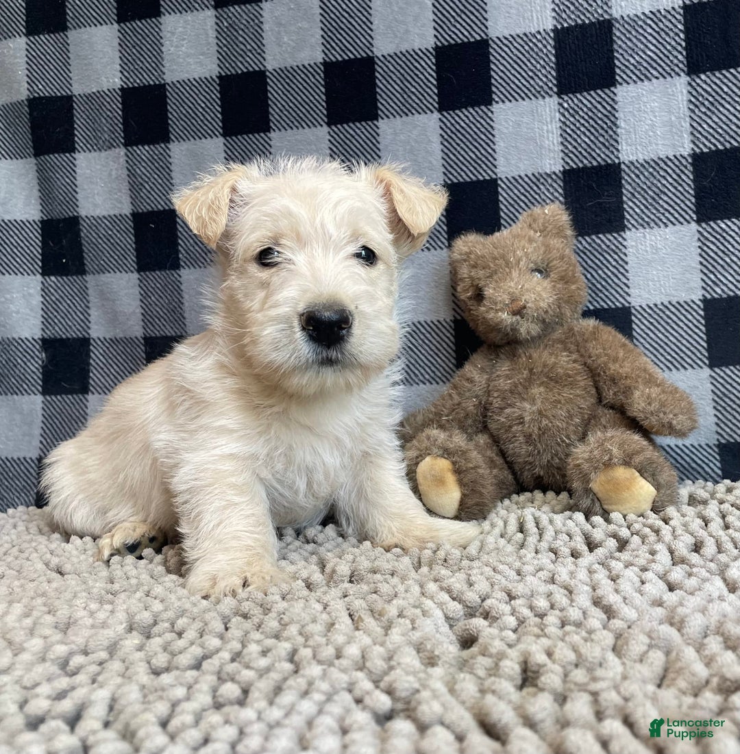 Scottish Terrier dogs for sale: Sheena - Image 3