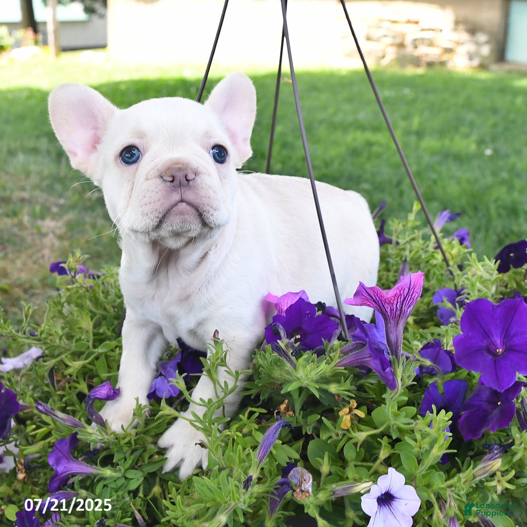 French Bulldog dogs for sale: Frank - Image 1