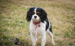 Cavalier King Charles Spaniel dogs for sale: Nero - Image 24