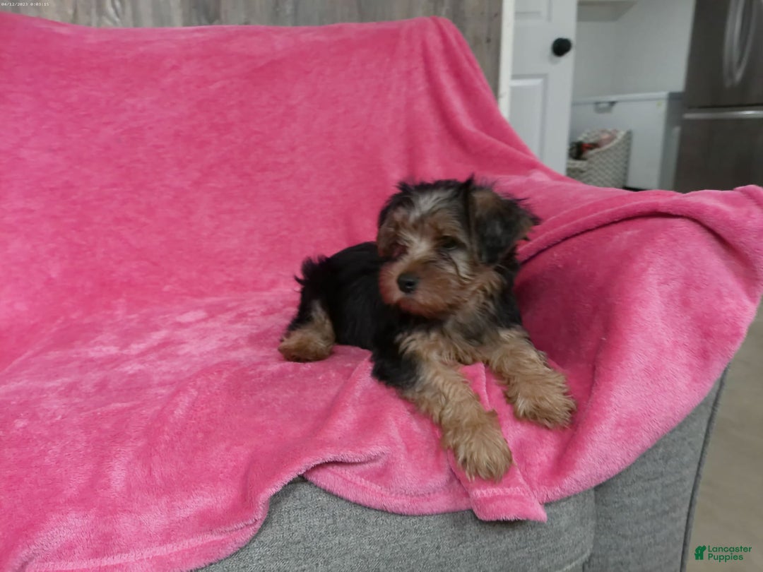 Yorkshire Terrier dogs for sale: Tank - Image 13