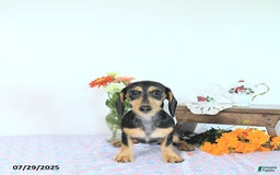 Miniature Dachshund dogs for sale: Cola - Image 30
