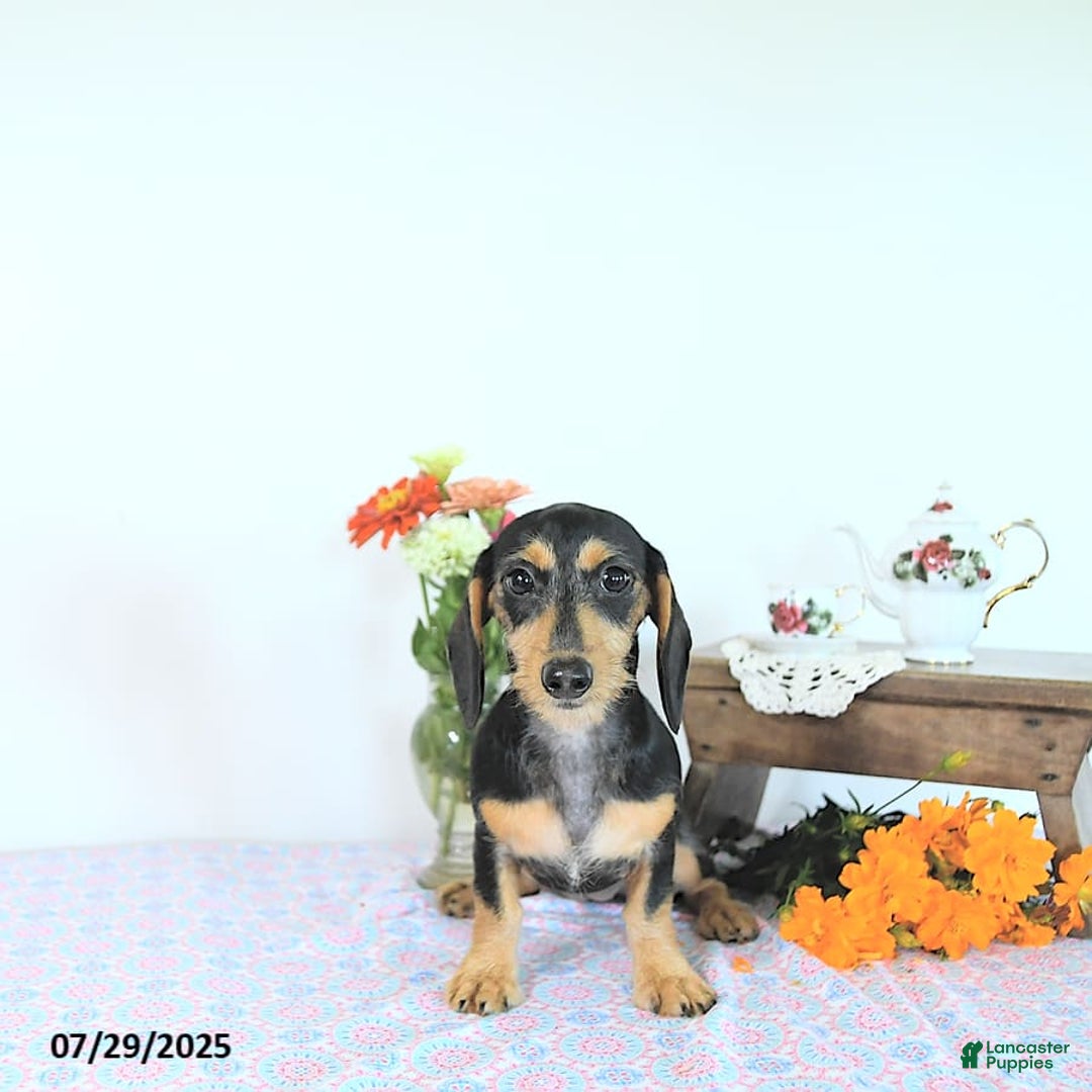 Miniature Dachshund dogs for sale: Cola - Image 30