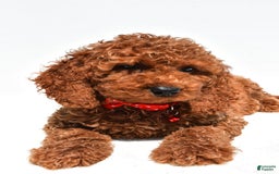Cockapoo dogs for sale: Lance - Image 6