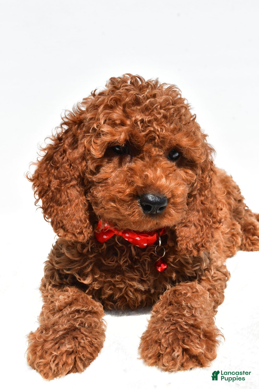 Cockapoo dogs for sale: Lance - Image 6