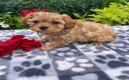 Cavachon dogs for sale: Sammy - Image 1
