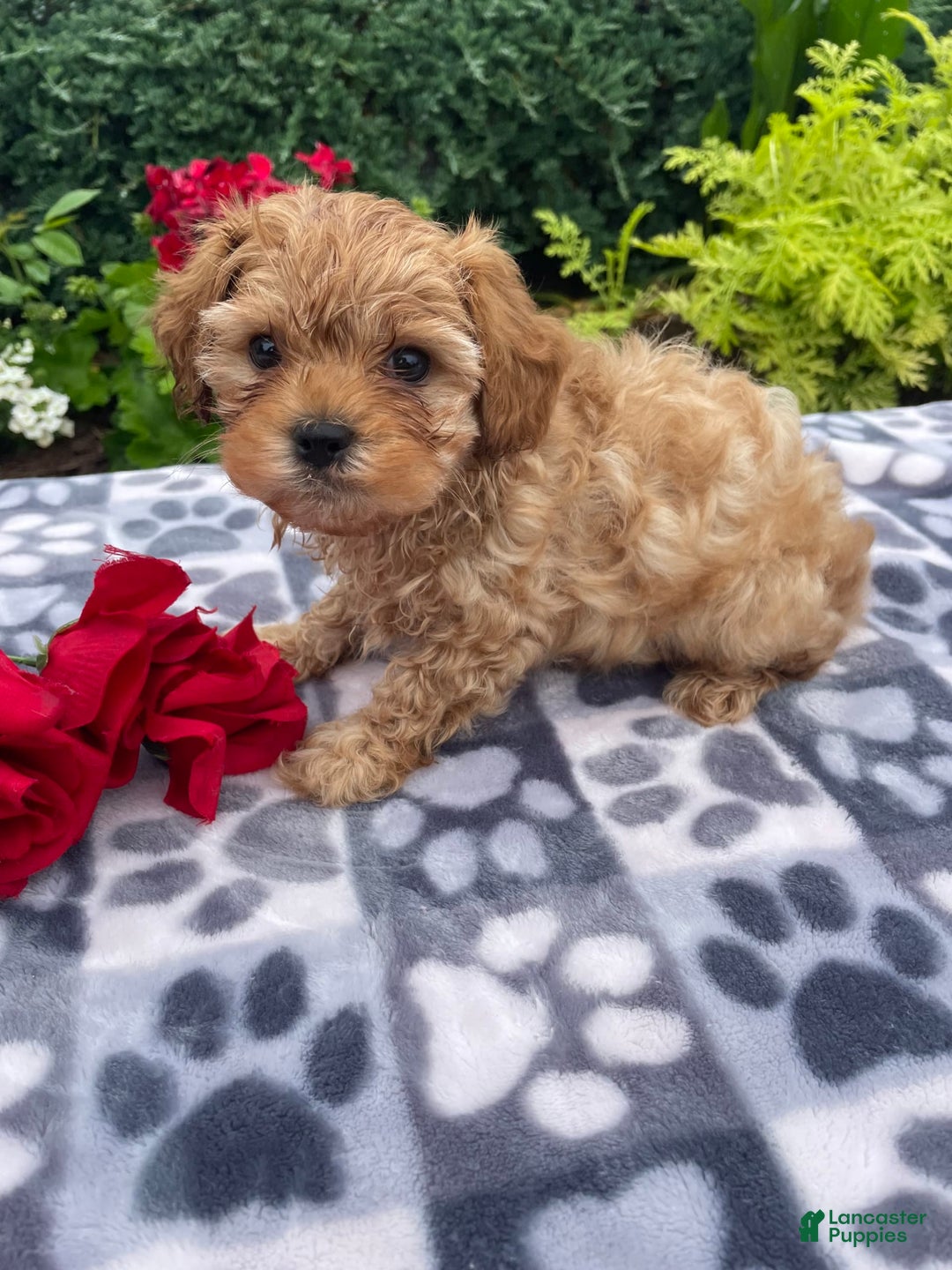 Cavachon dogs for sale: Sammy - Image 1