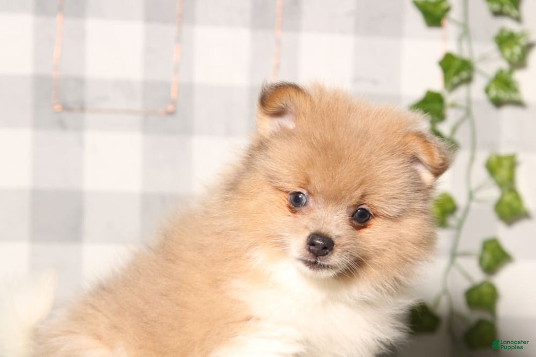 Pomeranian dogs for sale: Kevyn - Image 1