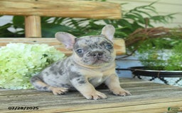 French Bulldog dogs for sale: Tigger - Image 5