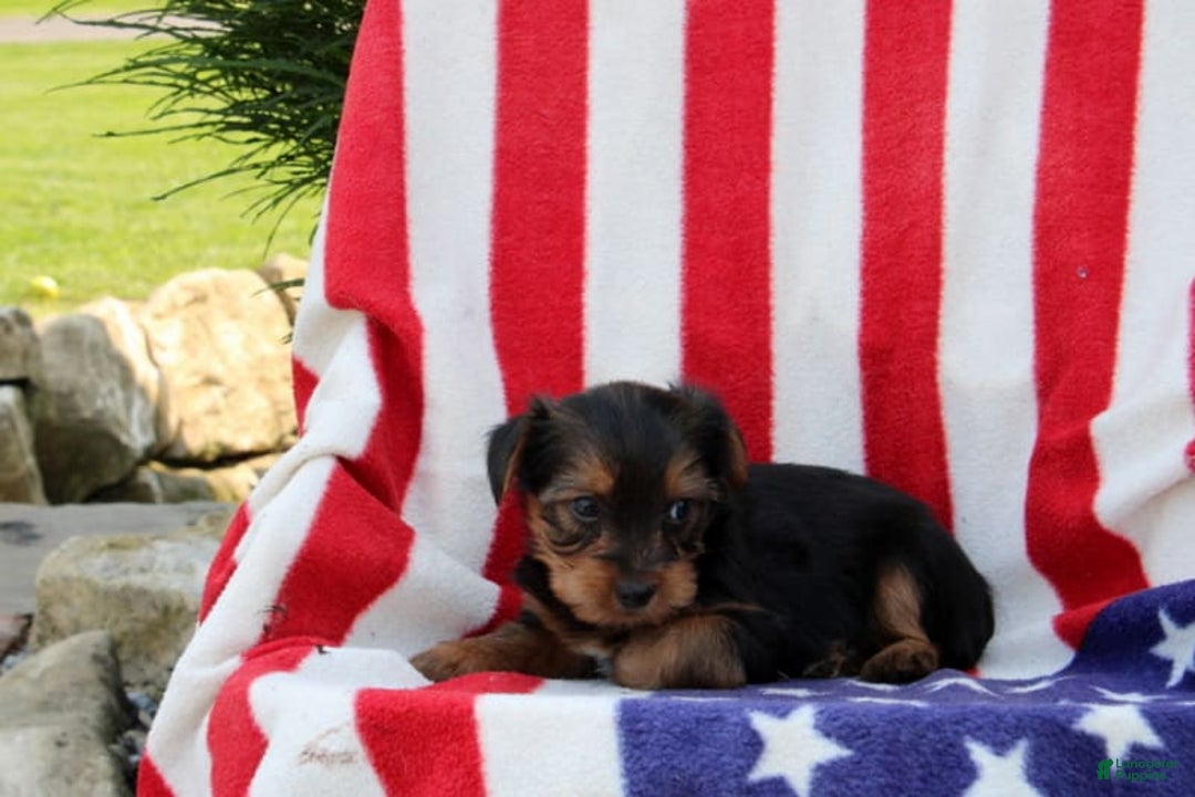 Yorkshire Terrier dogs for sale: Eligah - Image 3