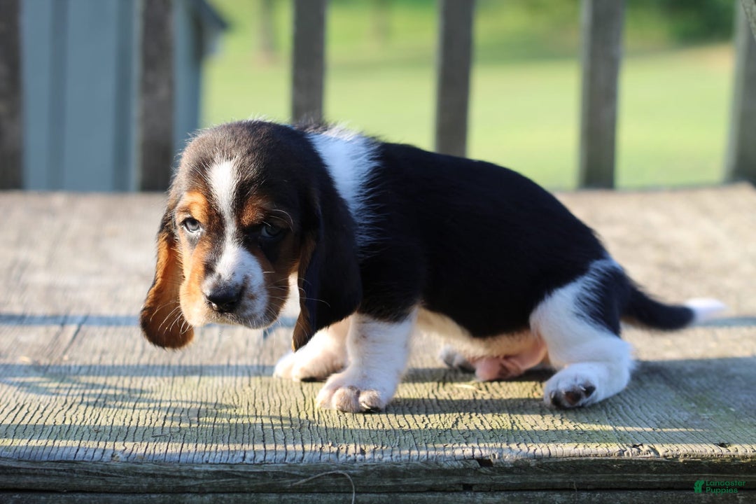 Basset Hound dogs for sale: Kelvin - Image 1
