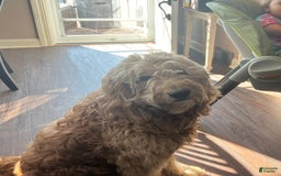 Goldendoodle dogs for sale: Josh - Image 4