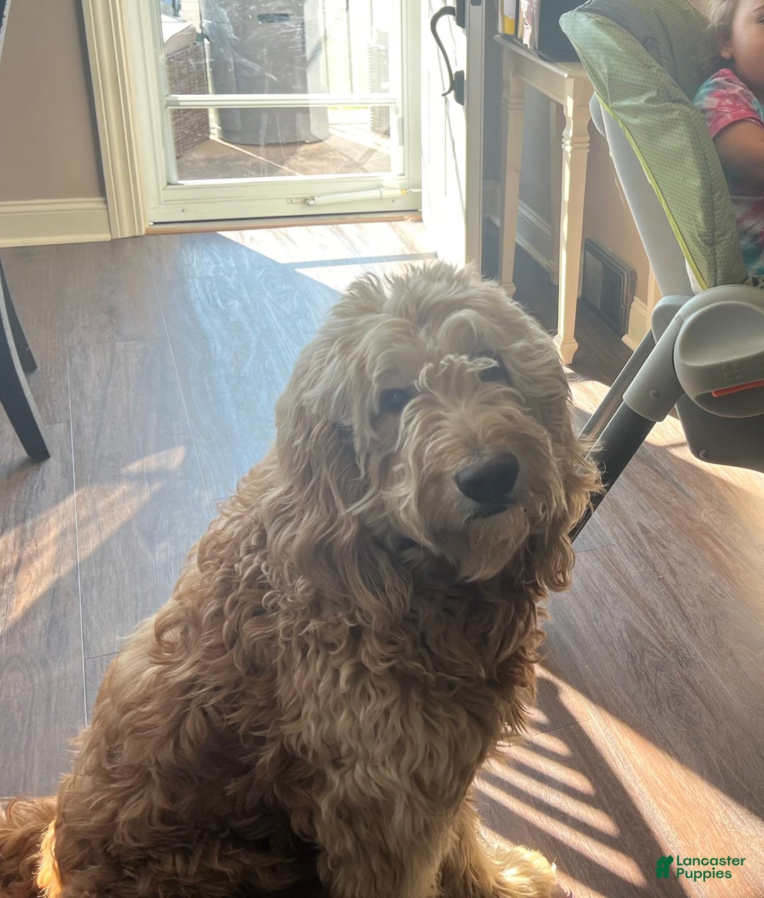 Goldendoodle dogs for sale: Josh - Image 4