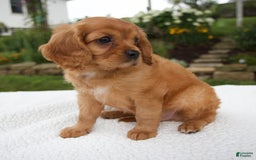 Cavalier King Charles Spaniel dogs for sale: Griffin - Image 3