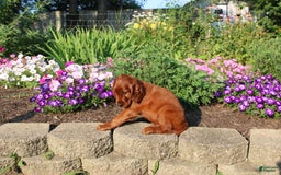 Irish Setter dogs for sale: simon - Image 4