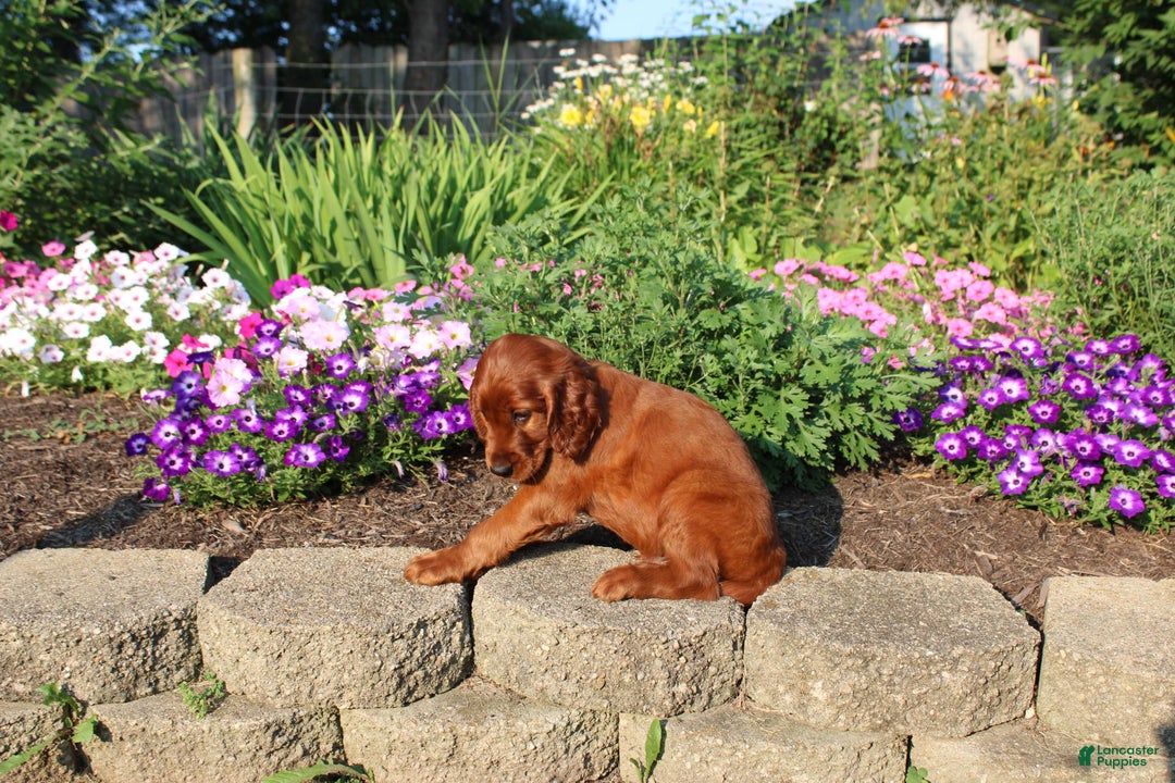 Irish Setter dogs for sale: simon - Image 4