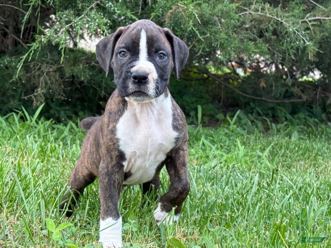 Boxer dogs for sale: Stitch - Image 2