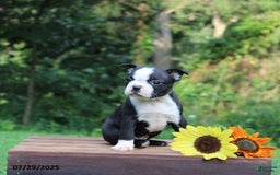 Boston Terrier dogs for sale: Jackson - Image 1