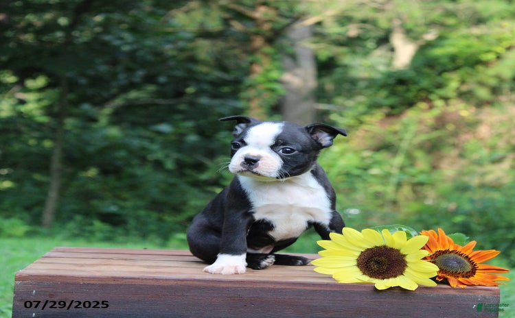 Boston Terrier dogs for sale - Ad 2