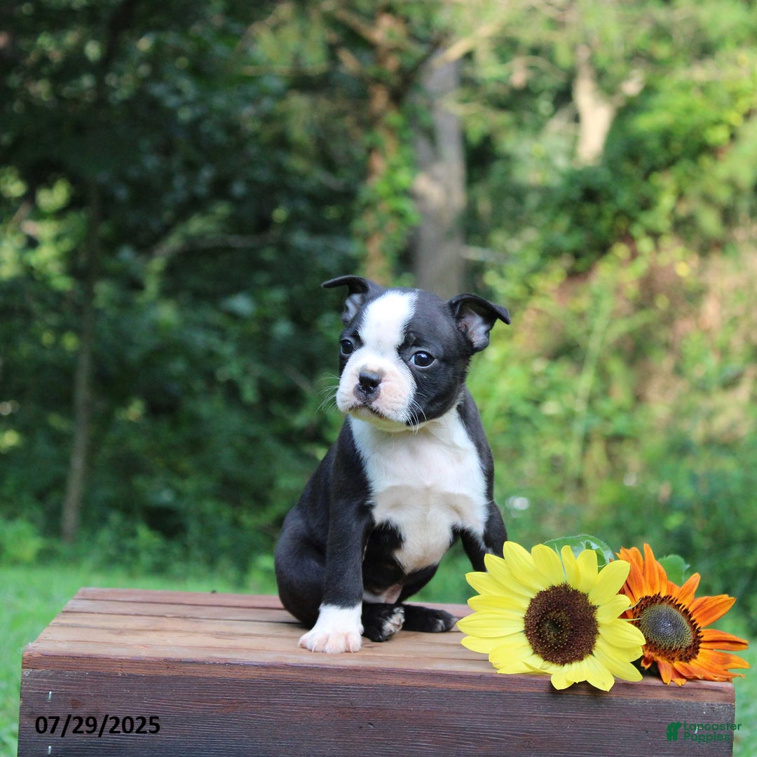 Boston Terrier dogs for sale: Jackson - Image 1